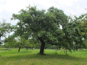 dscf4414